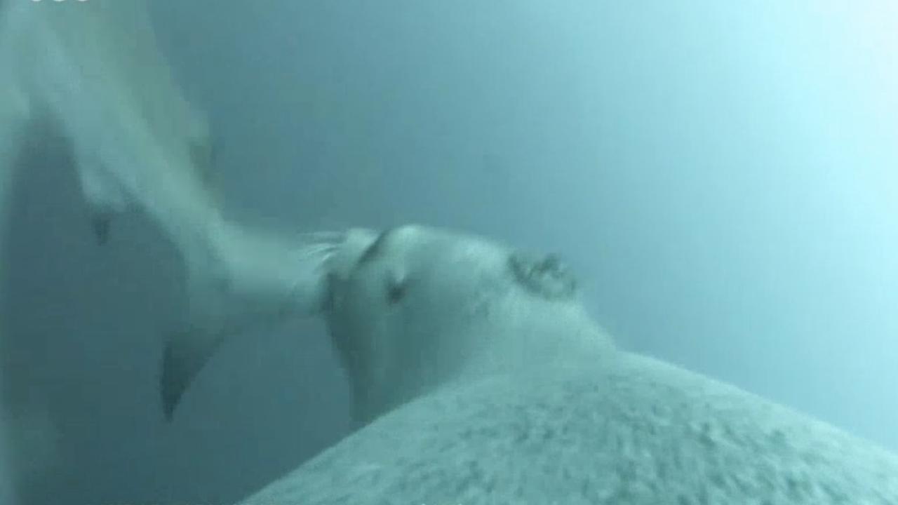 Another brave sea lion swam up to a shark and nipped its tail. Picture: SARDI/NESP Marine and Coastal Hub