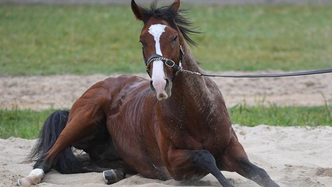 Aidan O’Brien described Anthony Van Dyck as a lovely-natured horse. Picture: Getty Images