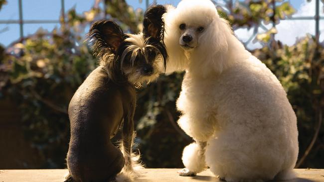 The dogs are the star of the show in Hotel for Dogs. Picture: Supplied