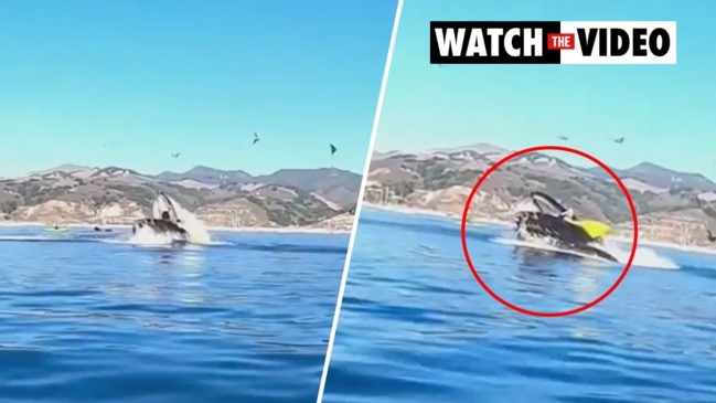 Insane moment whale almost swallows kayakers