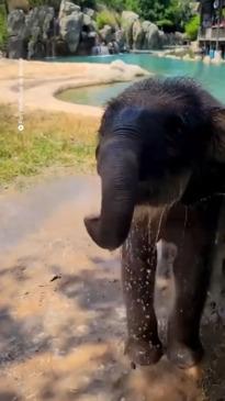 Baby elephant gets a hose down