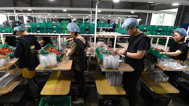 Workers pack punnets at the Ashbern strawberry farm on the Sunshine Coast this week.