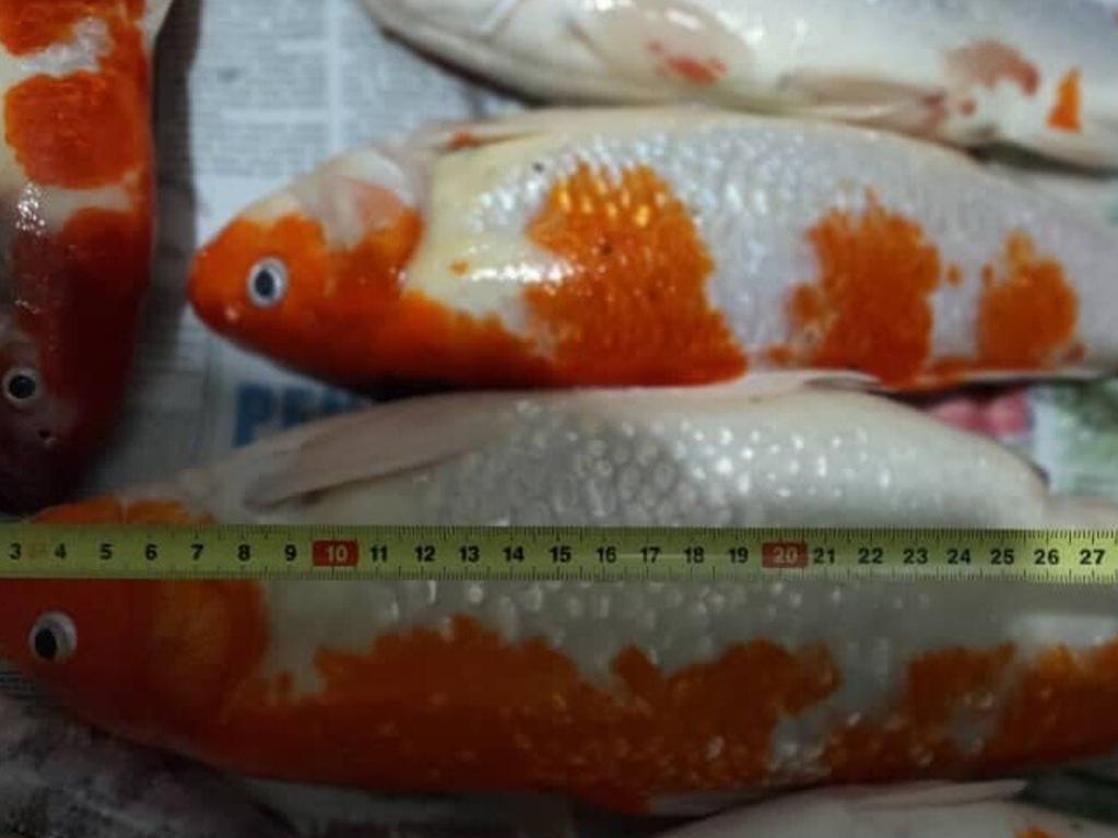 The fish were measured before being sectioned and turned into soup.