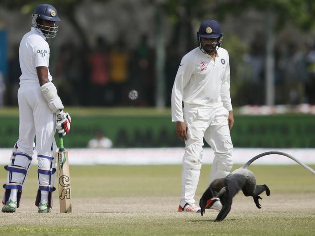 Sri Lanka's Jehan Mubarak and India's Rohit Sharma watch as a monkey runs past them during the third day of their first test cricket match in Galle, Sri Lanka, August 2015. REUTERS/Dinuka Liyanawatte