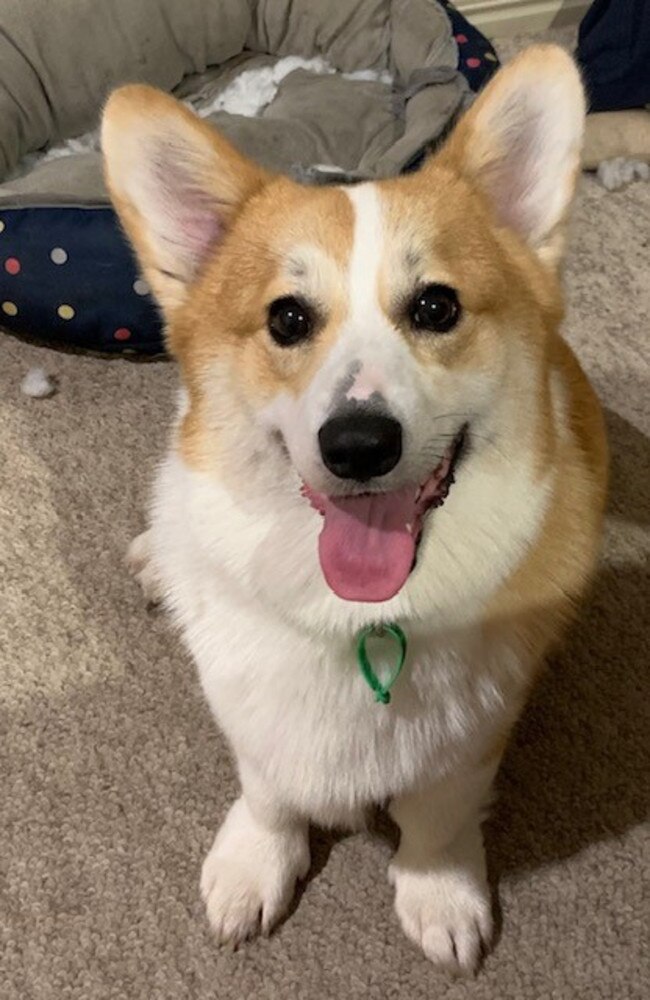 Charlie the corgi was tied for third place with six per cent of the vote.