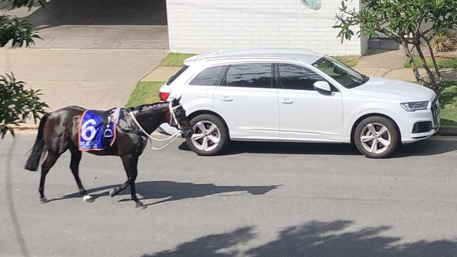 A horse roams a Surfers Paradise street after the Magic Millions beach race on Tuesday morning. Picture: supplied