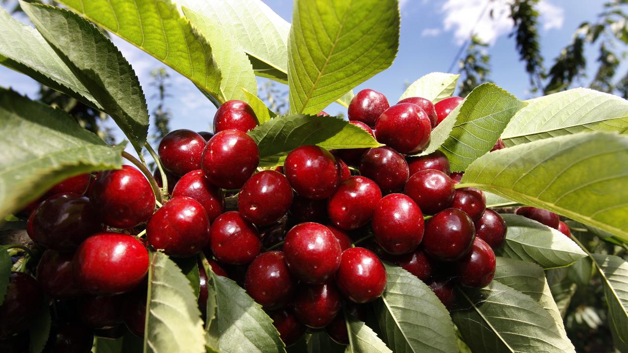 BW Griggs &amp; Sons cherries. Picture: File