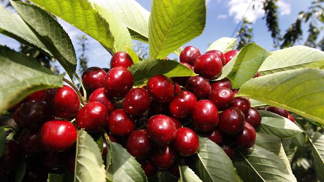BW Griggs & Sons cherries. Picture: File