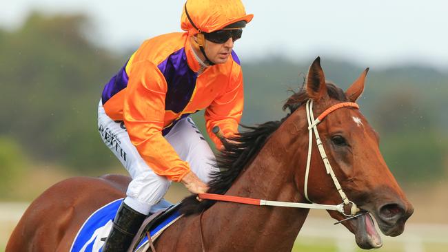 Swear could be destined for bigger things after making an impressive debut at Hawkesbury on Saturday. Picture: Jenny Evans