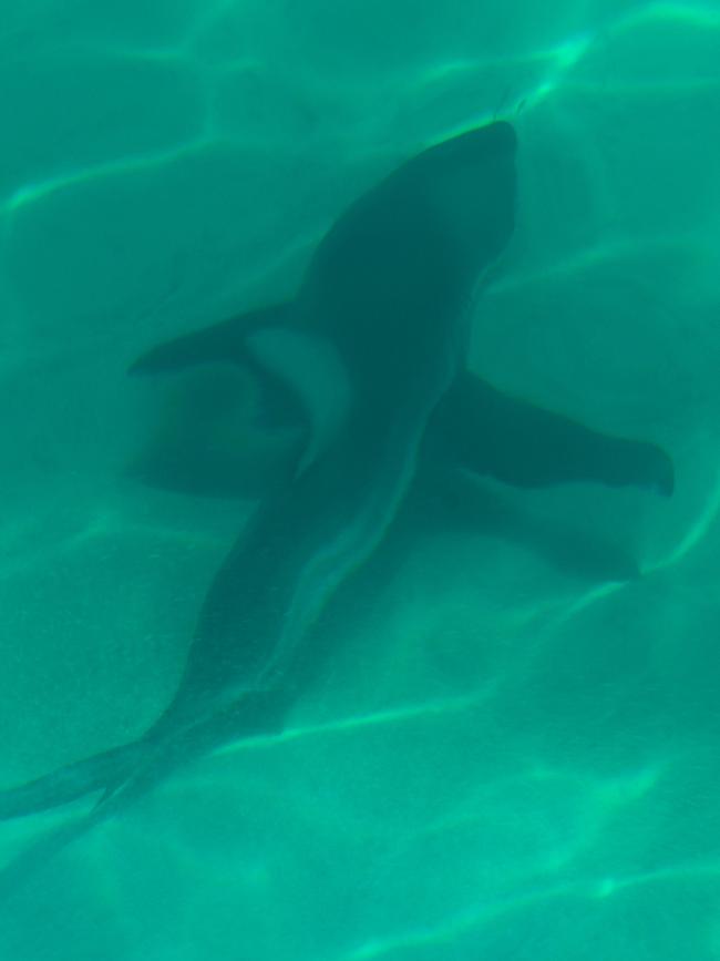 A shark at Henley Beach on December 12, 2021. Picture: Supplied