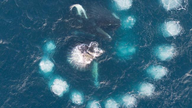 Humpback whales bubble net feeding in waters off the Antarctic Peninsula. Picture: Duke University