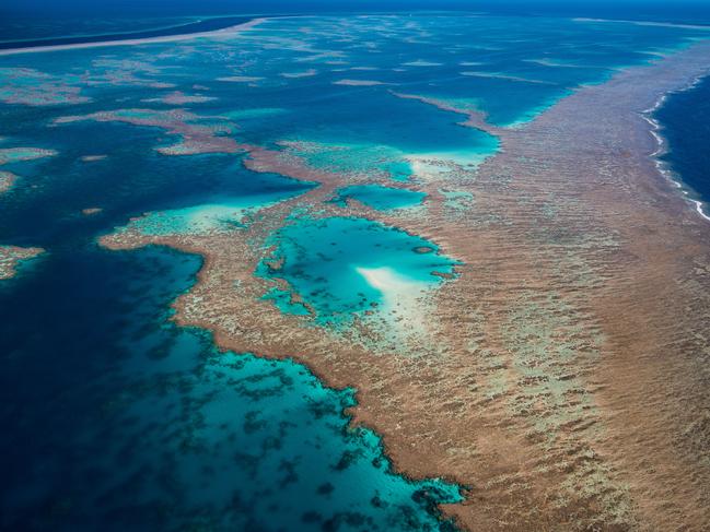 Image courtesty of Great Barrier Reef Foundation. PIcture: Gary Cranitch/Queensland museum