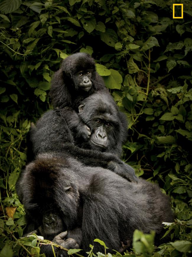 Photo by Shannon Hinson-Witz / National Geographic Nature Photographer of the Year contest. Kanyarunka, The Nyakamwe Family of the drc - New mum Kanyarunka shields her baby from a rambunctious toddler.