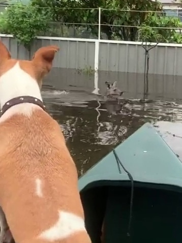 A kangaroo is seen swimming through flood waters at Lake Conjola. Picture: Gaven Hempstead/Instagram