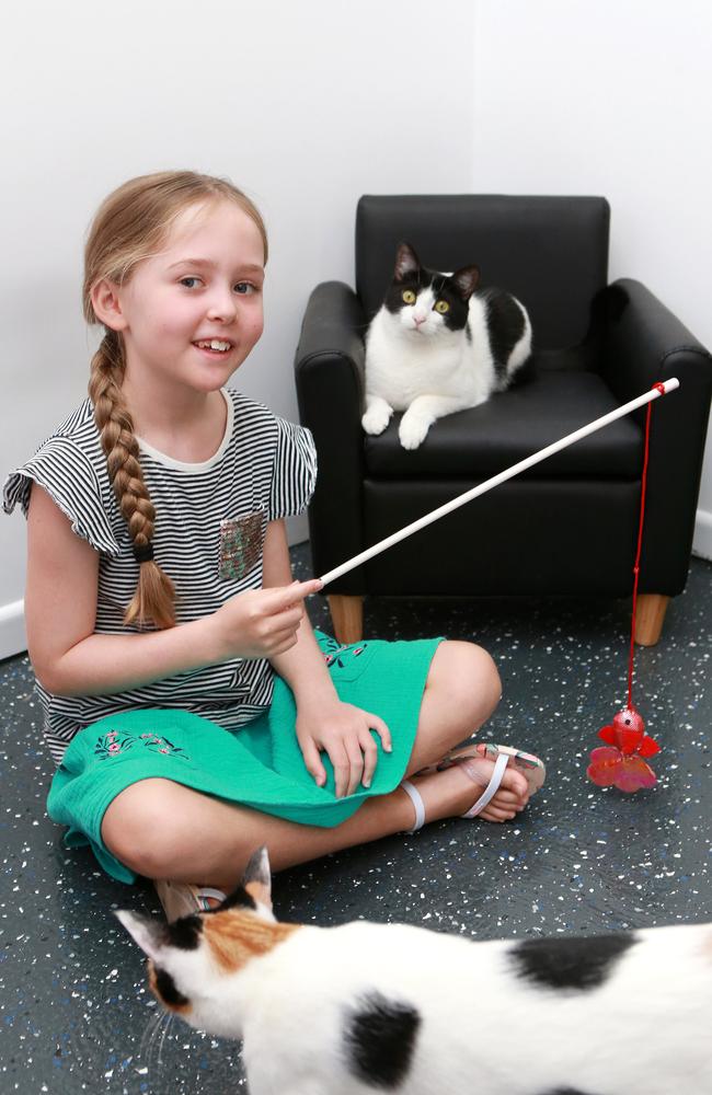 Milla Finger, 7, plays with cats, including Astrid (on chair), who are available for adoption at the Cat Cuddle Cafe in Lutwyche. Picture: AAP/SARAH MARSHALL 