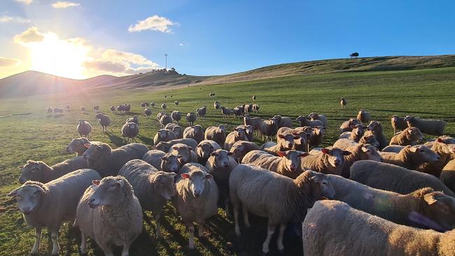 The sun sets on another busy day at Curringa Farm, in Hamilton, in the Derwent Valley.