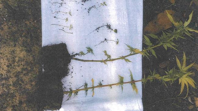 Cannabis plants seized in the police raid on Smith’s home. Picture: NT Courts
