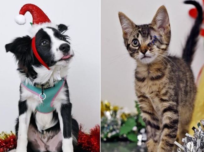 the 12 strays of the christmas pictures