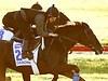 Werribee International Horses