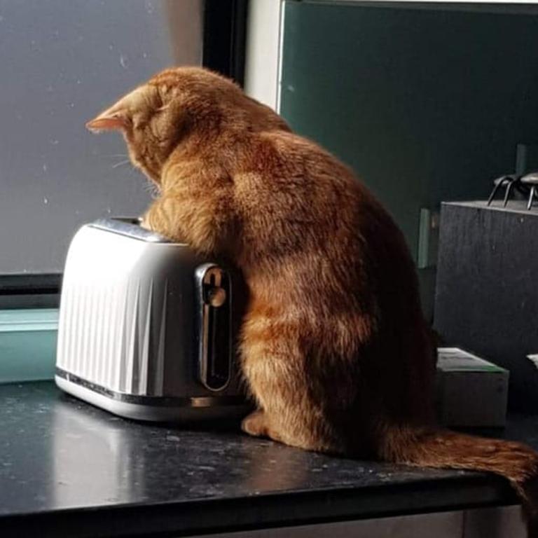 Toasty paws. Picture: Shannon Dixon. Coolest Cat photo competition. Quest Community News and Courier Mail WRH