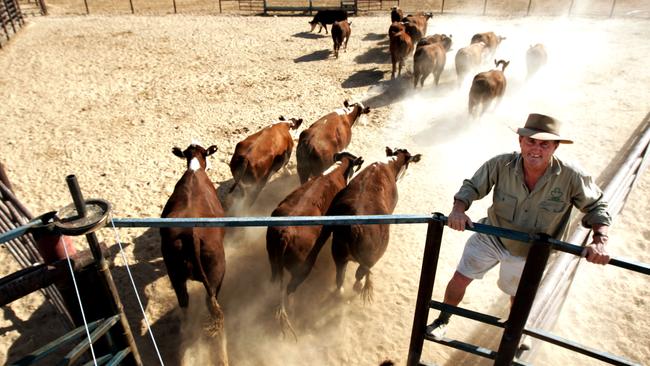 All our own: Birdsville cattleman David Brook with some of his OBE Beef organic cattle at the Bluebush yards on Adria Station, near Birdsville. He is a partner in the OBE Beef company with 30 other farmers.