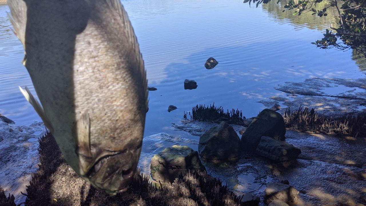 Dead fish washed up on the Parramatta River foreshore after low oxygen levels. Picture: Kellie Darley