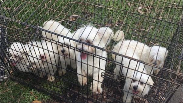 A puppy farm in North West Sydney where the puppies were kept in tiny cages. Picture: Supplied by the Animal Welfare League NSW