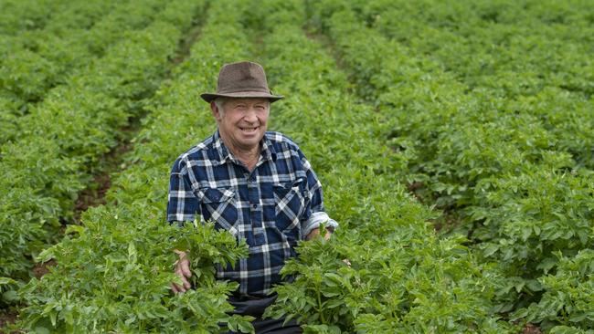 Bernie White in a crop of King Edward potatoes in February 2021. Picture: Zoe Phillips