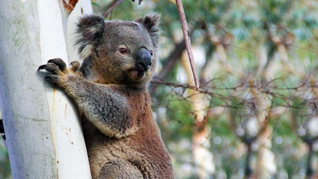 The Great Koala National Park envisions up to 176,000 ha of state forests on the mid-north coast to be assessed for national park estate.