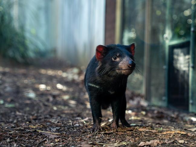 A Tasmanian devil at Wild Life Sydney Zoo. Picture: Supplied