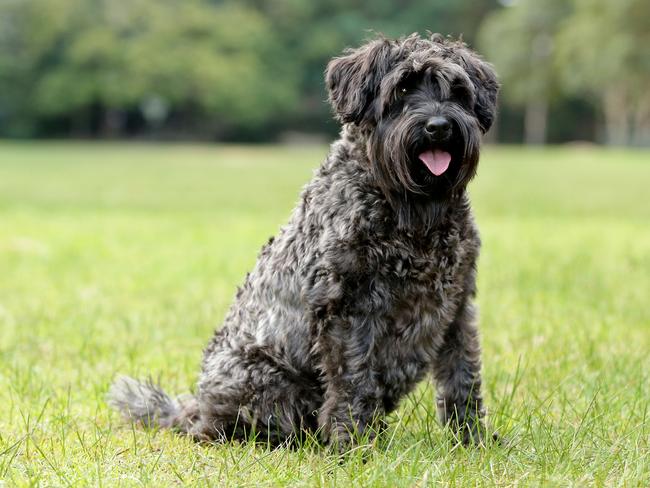 Bo the miniature schnauzer at Reid Park by Mosman Bay. Picture: Troy Snook