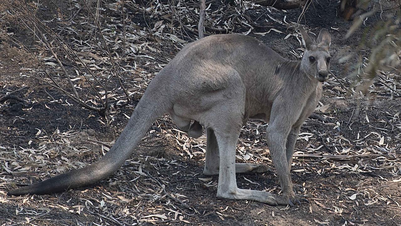 A kangaroo hops through the burnt-out vegetation at Plenty Gorge. Picture: Ellen Smith