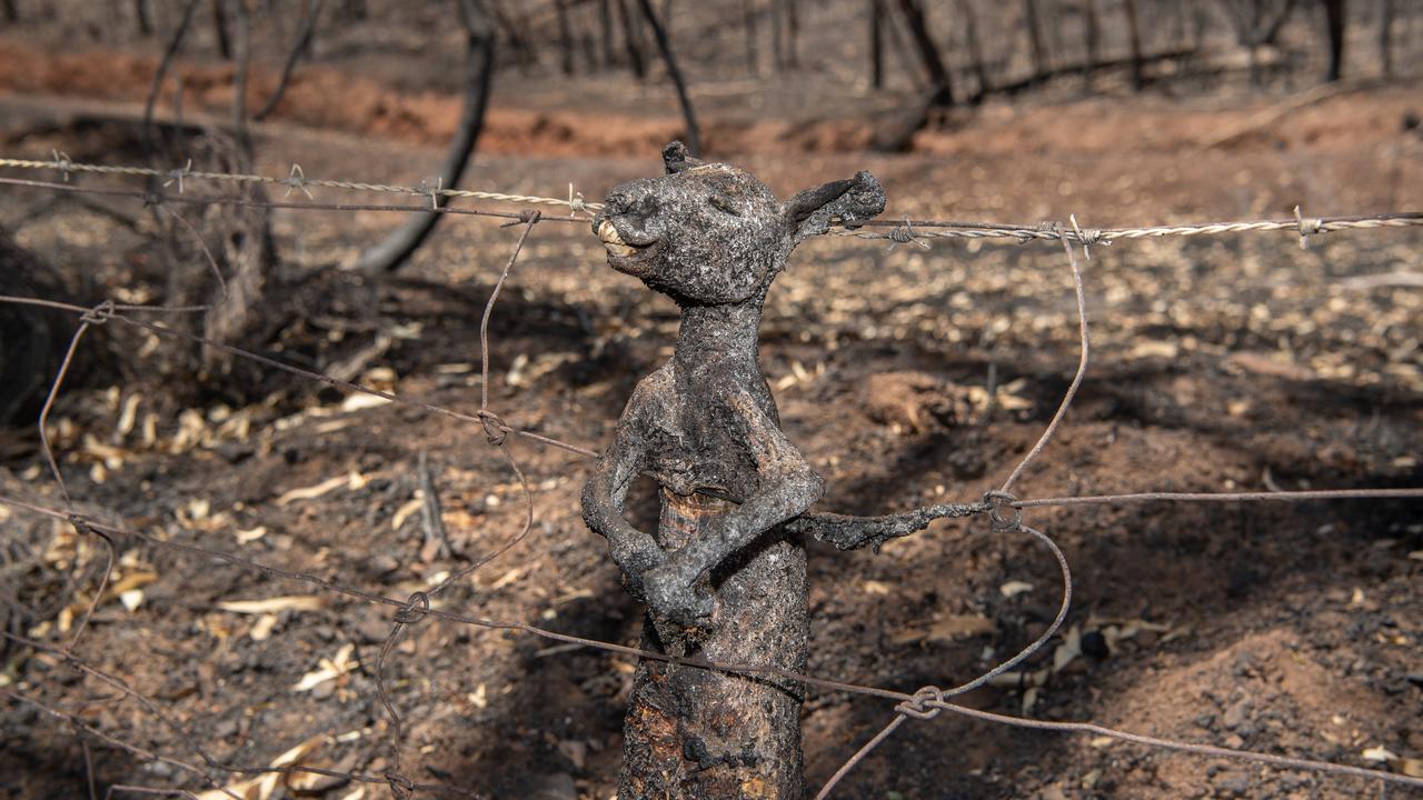 Brad Fleet’s heartbreaking image of a juvenile kangaroo caught in a fence trying to escape a fire on Kangaroo Island.