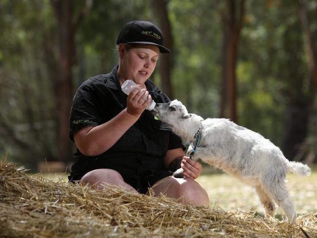 Alana Doel feeds Cloudy the elf eared miniature goat. #SnapSydney2016 #SnapMacarthur #SnapSydney