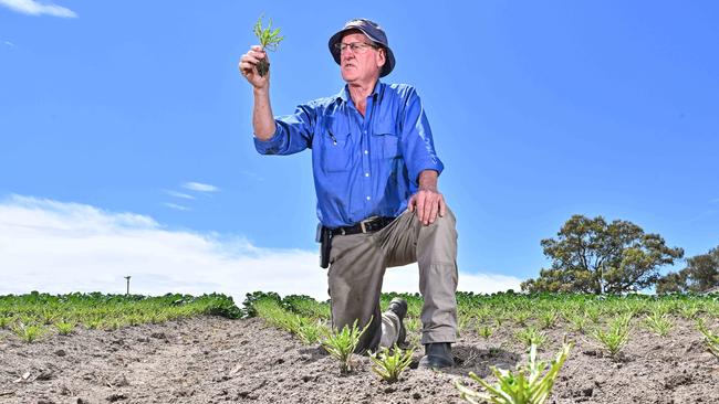 Farmer Leigh Samwell from Eastwood Vegetable Farms in Mount Barker says the rabbit plague is the worst he’s seen in decades. Picture: Brenton Edwards