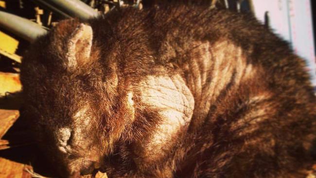 An outbreak of sarcoptic mange in the Narawntapu National Park has killed all but a handful of the area’s wombats.