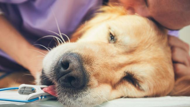 Old dog in the animal hospital. Man hugging golden retriever before surgery. - Selective focus on the snout. veterinarian sad istock