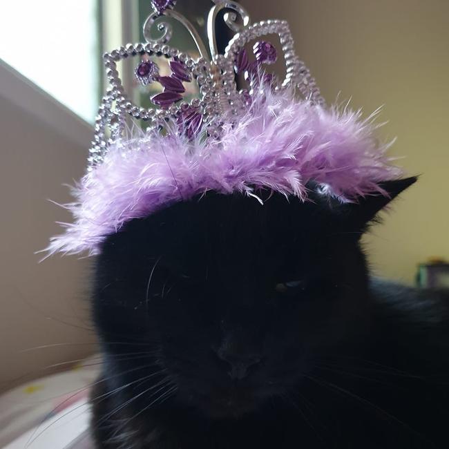 Playing dress ups with my 2yo. International Cat Day. Reader pet photos. Picture: Stacey Jenkinson