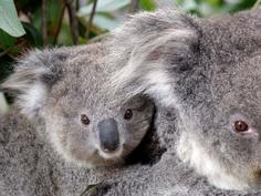 Koala habitats under 'one heck' of a threat from renewable land clearing: Murray