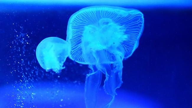 Moon Jellyfish at ReefHQ
