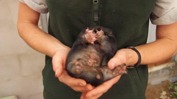 Taronga celebrates first echidna births in 29 years