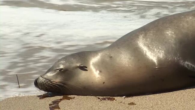 'Ecological emergency': sick sea lions are washing up in California