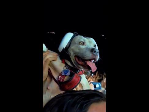 Pitbull wears ear muffs to Blink-182 concert