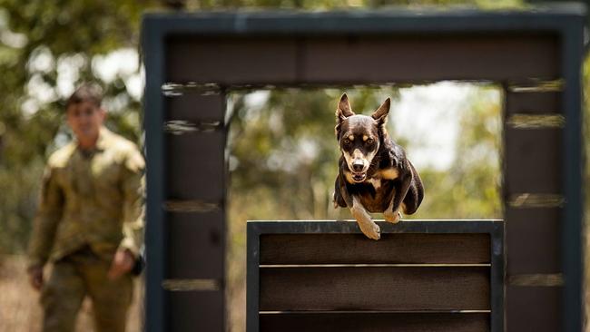 Explosive Detection Dog Archie from the 3rd Combat Engineer Regiment undergoing agility training on at Lavarack Barracks in Townsville. Picture: BDR Guy Sadler