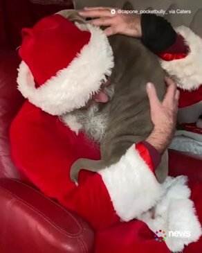 Thrilled puppy meets Santa for the first time