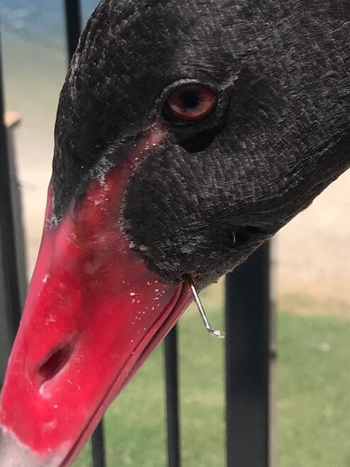 This young swan was left with a hook in its jaw. PICTURE: Rowley Goonan of Gold Coast Wild Bird Rescues