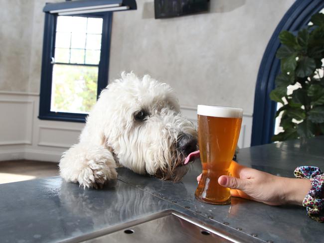 Pub owners want the power to decide whether or not dogs are allowed inside their venues. Picture: David Swift.