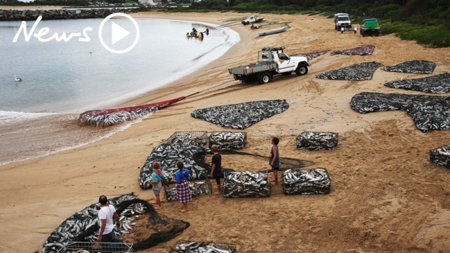 The Great Mullet Run: Watch local fishermen haul in hundreds of tonnes of fish