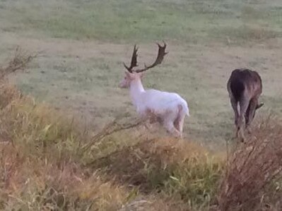 In 2016 there was a sighting of the rare animal in Pinjarra Hills, Queensland. Picture: Supplied