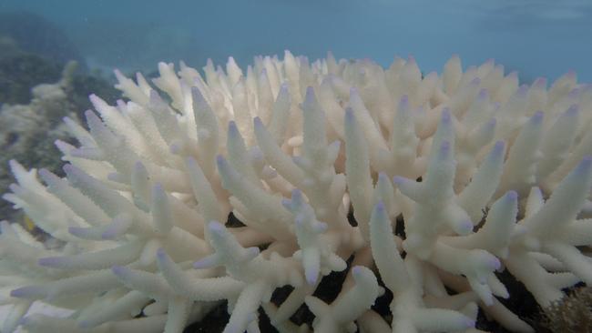 Coral bleaching is caused by prolonged periods of warm ocean water. Picture: Ove Hoegh-Guldberg